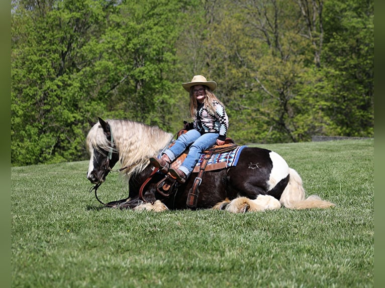 Arbeitspferd Wallach 3 Jahre 147 cm in Mount Vernon KY