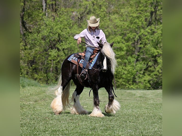 Arbeitspferd Wallach 3 Jahre 147 cm in Mount Vernon KY