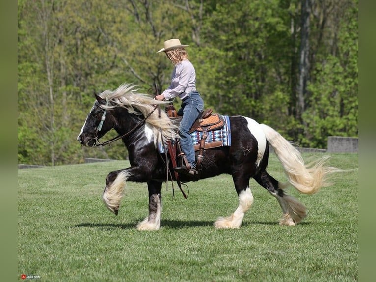 Arbeitspferd Wallach 3 Jahre 147 cm in Mount Vernon KY