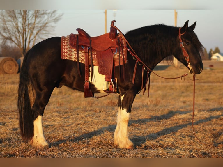 Arbeitspferd Mix Wallach 3 Jahre 152 cm in Cincinnati, IA