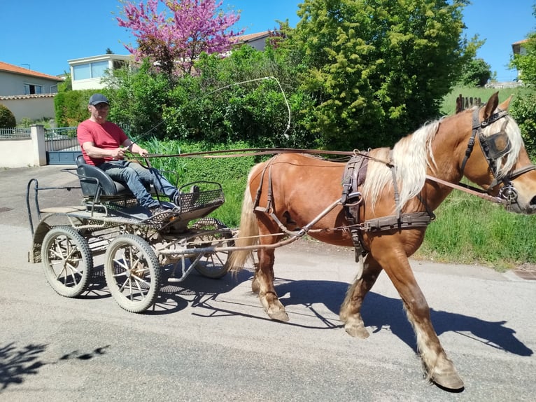 Arbeitspferd Wallach 3 Jahre 153 cm Fuchs in Souternon