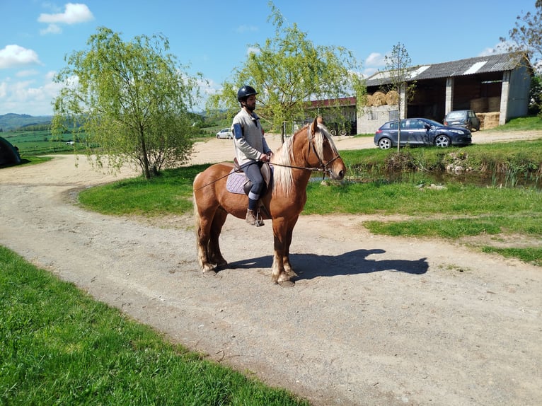Arbeitspferd Wallach 3 Jahre 153 cm Fuchs in Souternon
