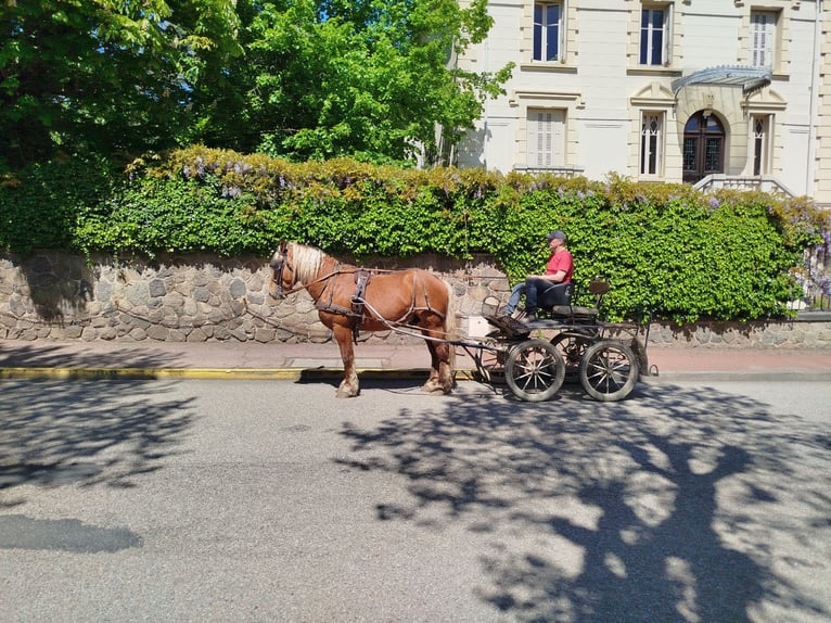 Arbeitspferd Wallach 3 Jahre 153 cm Fuchs in Souternon