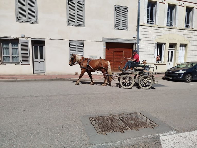 Arbeitspferd Wallach 3 Jahre 153 cm Fuchs in Souternon