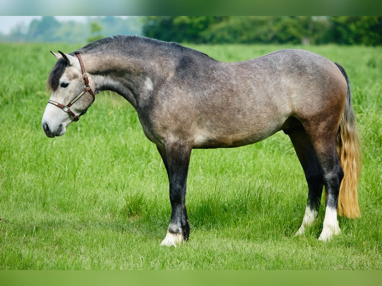 Arbeitspferd Wallach 3 Jahre 155 cm Blauschimmel in München
