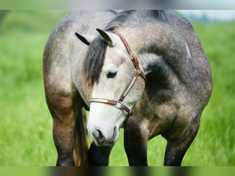 Arbeitspferd Wallach 3 Jahre 155 cm Blauschimmel in München