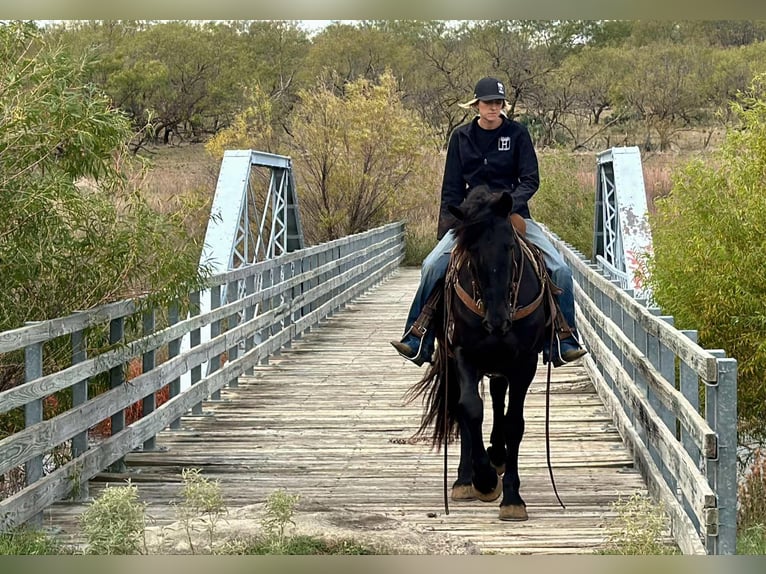 Arbeitspferd Wallach 3 Jahre 157 cm Rappe in Jacksboro TX