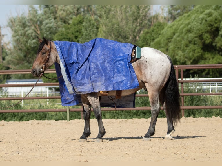 Arbeitspferd Mix Wallach 3 Jahre 160 cm Roan-Bay in Kirtland