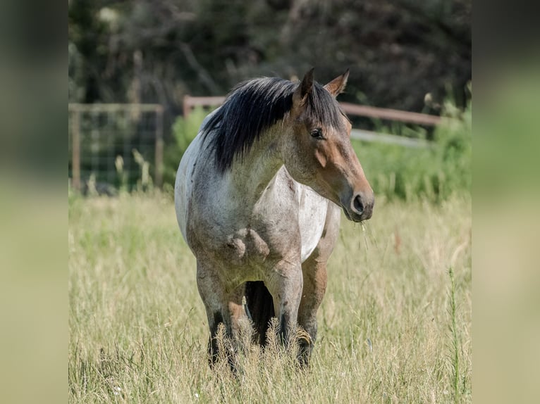 Arbeitspferd Mix Wallach 3 Jahre 160 cm Roan-Bay in Kirtland