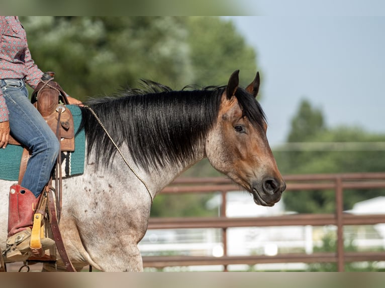 Arbeitspferd Mix Wallach 3 Jahre 160 cm Roan-Bay in Kirtland