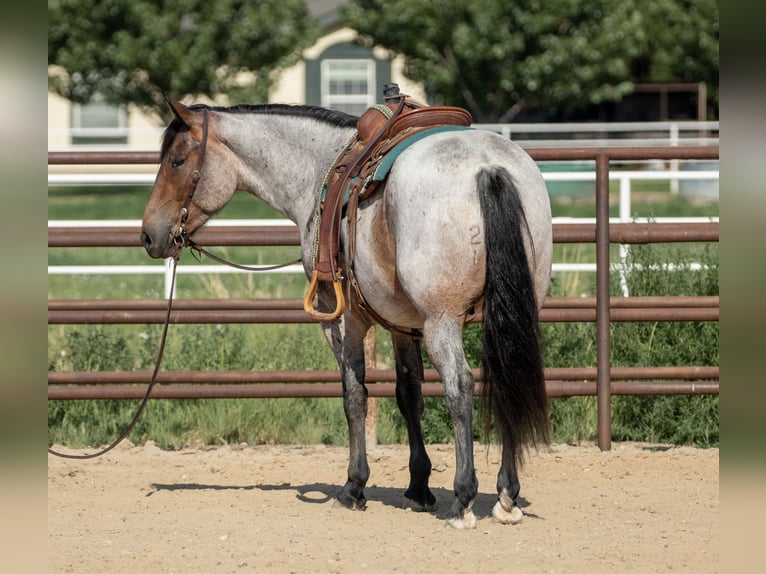 Arbeitspferd Mix Wallach 3 Jahre 160 cm Roan-Bay in Kirtland