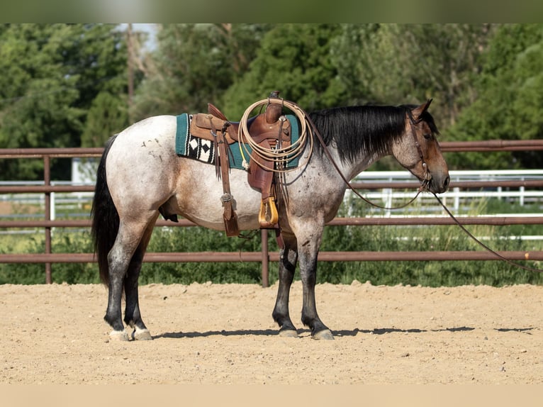 Arbeitspferd Mix Wallach 3 Jahre 160 cm Roan-Bay in Kirtland