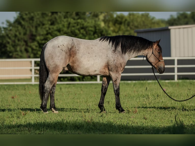 Arbeitspferd Mix Wallach 3 Jahre 160 cm Roan-Bay in Kirtland