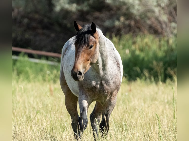 Arbeitspferd Mix Wallach 3 Jahre 160 cm Roan-Bay in Kirtland