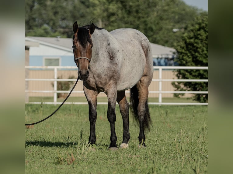 Arbeitspferd Mix Wallach 3 Jahre 160 cm Roan-Bay in Kirtland