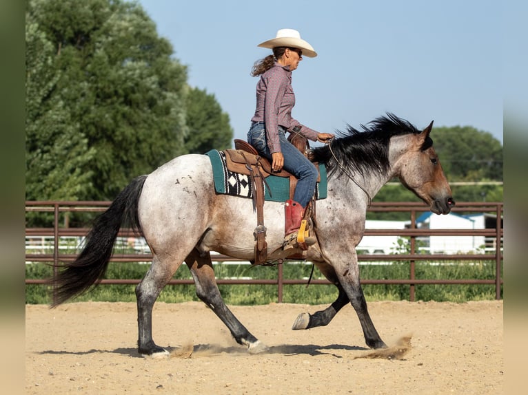 Arbeitspferd Mix Wallach 3 Jahre 160 cm Roan-Bay in Kirtland