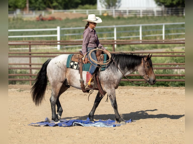 Arbeitspferd Mix Wallach 3 Jahre 160 cm Roan-Bay in Kirtland