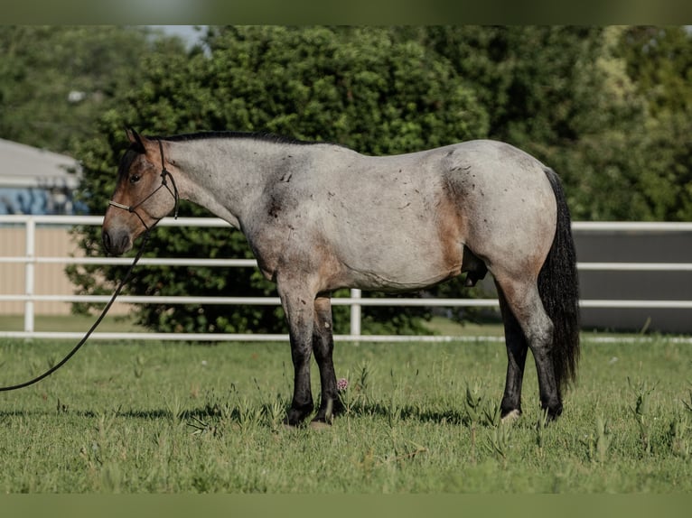 Arbeitspferd Mix Wallach 3 Jahre 160 cm Roan-Bay in Kirtland