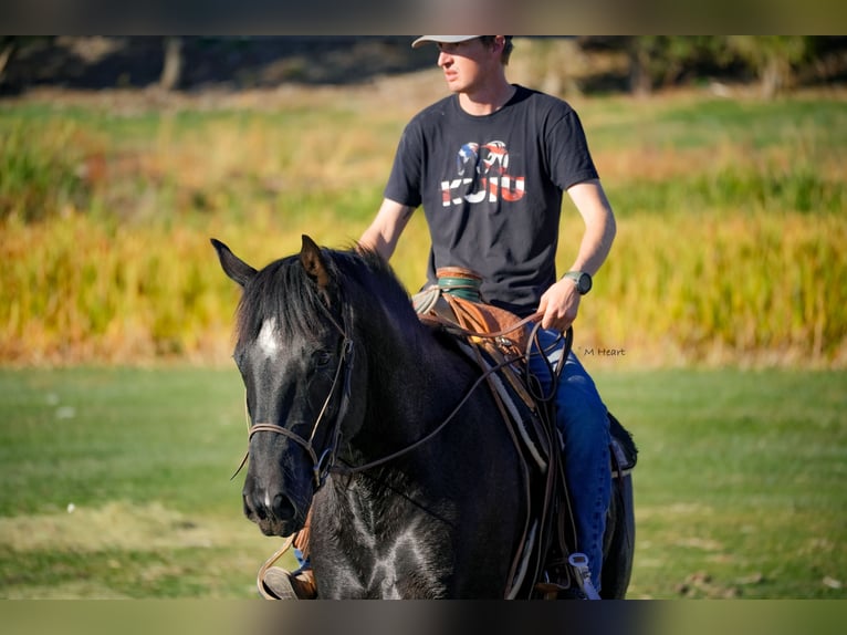 Arbeitspferd Mix Wallach 3 Jahre 163 cm Rappe in Saint Anthony