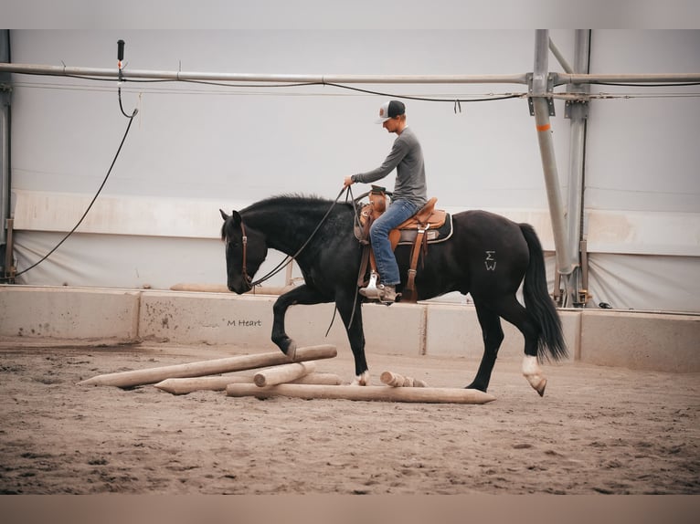 Arbeitspferd Mix Wallach 3 Jahre 163 cm Rappe in Saint Anthony