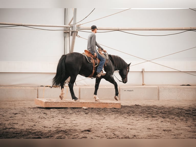 Arbeitspferd Mix Wallach 3 Jahre 163 cm Rappe in Saint Anthony