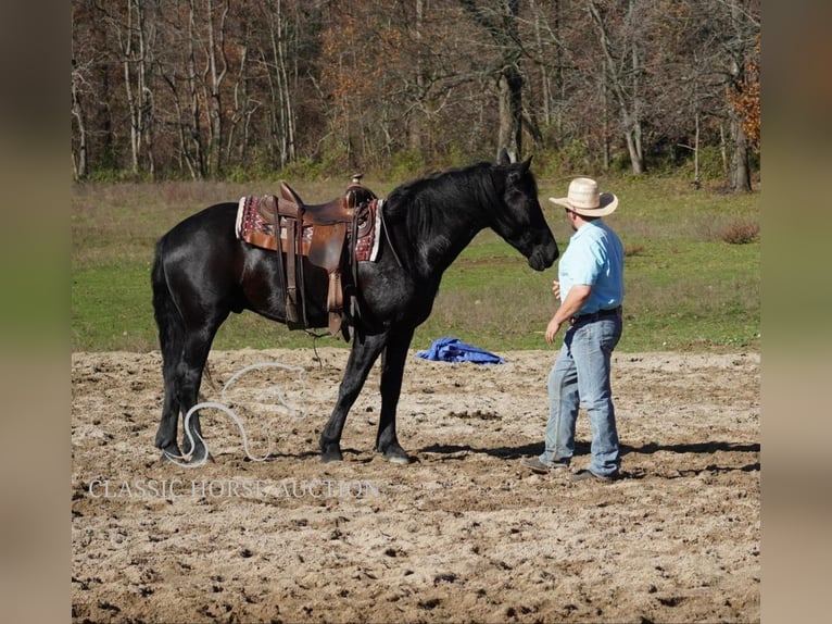 Arbeitspferd Wallach 3 Jahre 163 cm Rappe in Coal City, IN