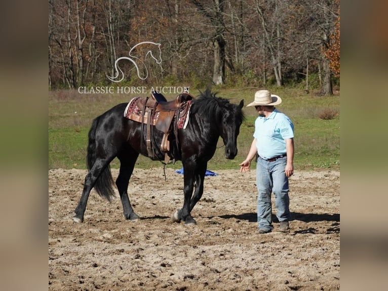 Arbeitspferd Wallach 3 Jahre 163 cm Rappe in Coal City, IN