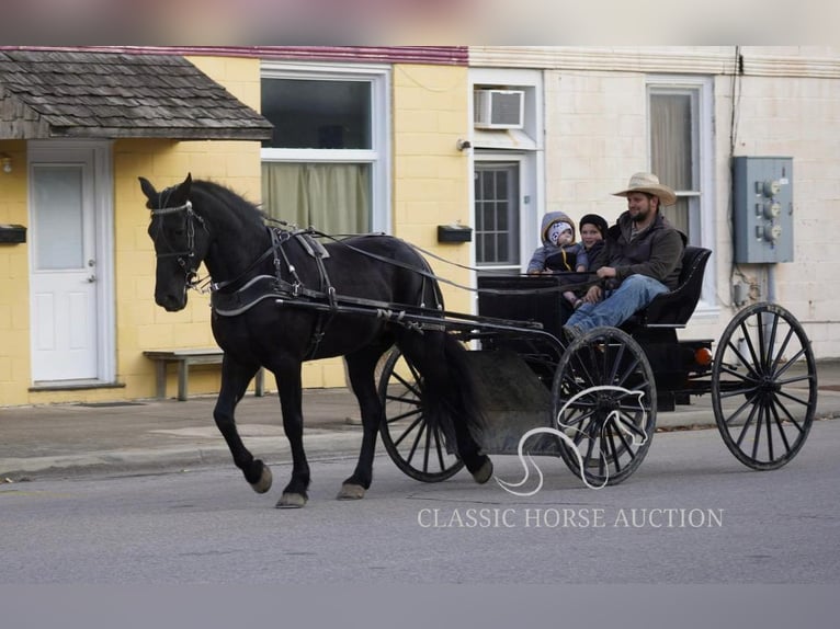 Arbeitspferd Wallach 3 Jahre 163 cm Rappe in Coal City, IN