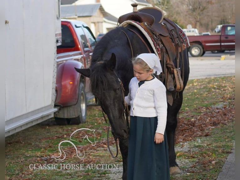 Arbeitspferd Wallach 3 Jahre 163 cm Rappe in Coal City, IN