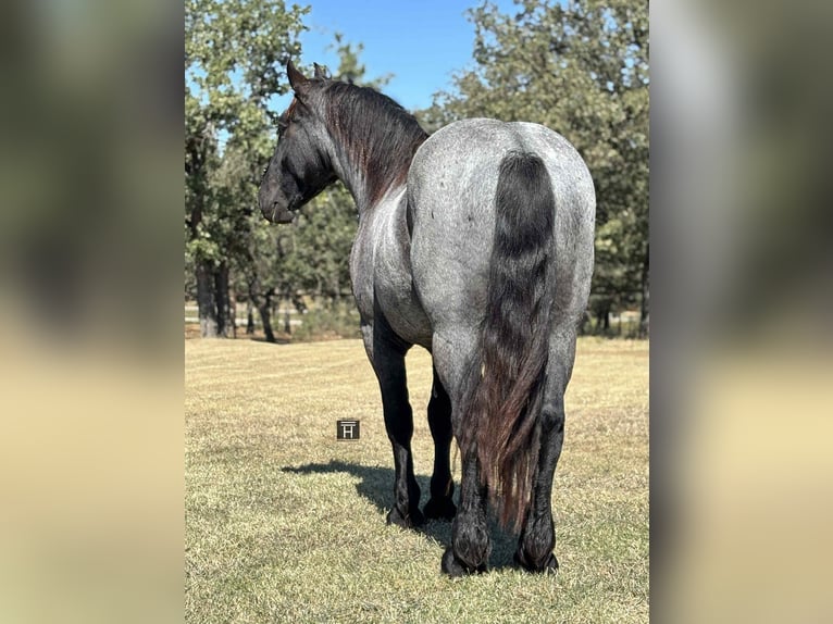Arbeitspferd Wallach 3 Jahre 163 cm Roan-Blue in Jacksboro TX