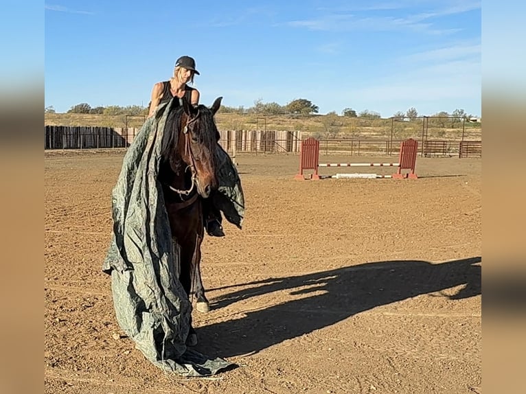 Arbeitspferd Wallach 3 Jahre 163 cm Rotbrauner in Jacksboro TX