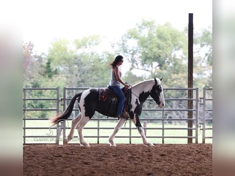 Arbeitspferd Wallach 3 Jahre 163 cm Tobiano-alle-Farben in Auburn, KY