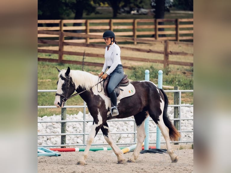 Arbeitspferd Wallach 3 Jahre 163 cm Tobiano-alle-Farben in Auburn, KY