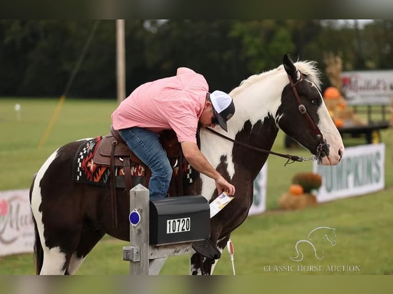 Arbeitspferd Wallach 3 Jahre 163 cm Tobiano-alle-Farben in Auburn, KY