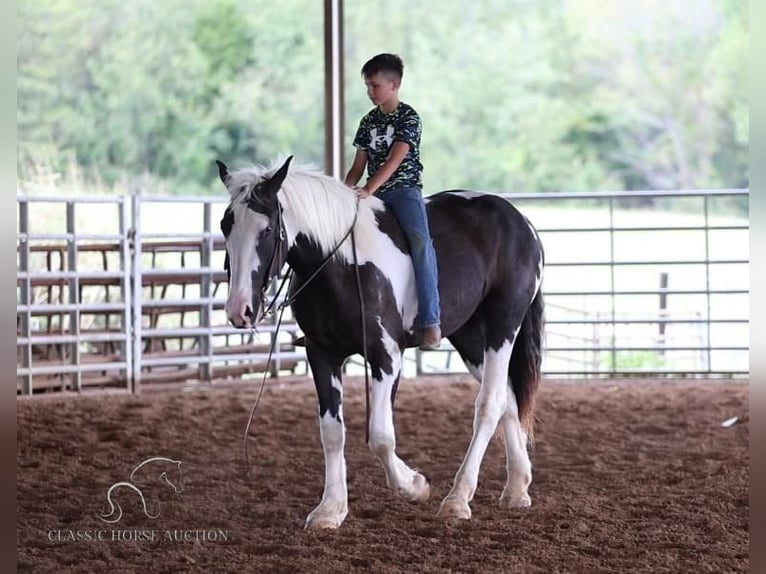 Arbeitspferd Wallach 3 Jahre 163 cm Tobiano-alle-Farben in Auburn, KY