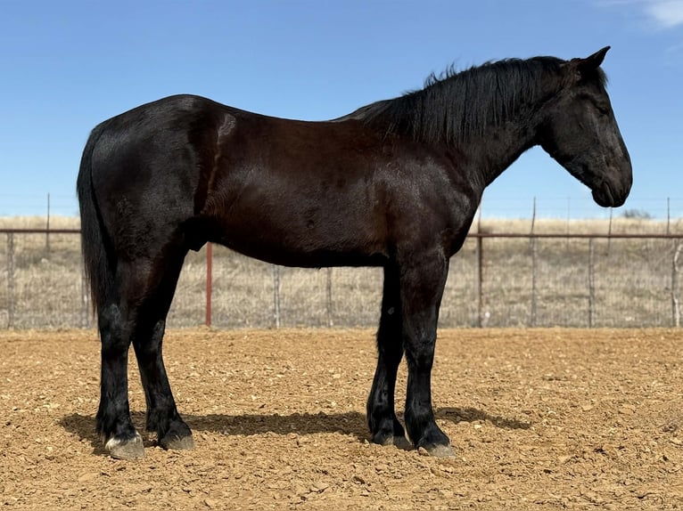 Arbeitspferd Wallach 3 Jahre 170 cm Rappe in Weatherford