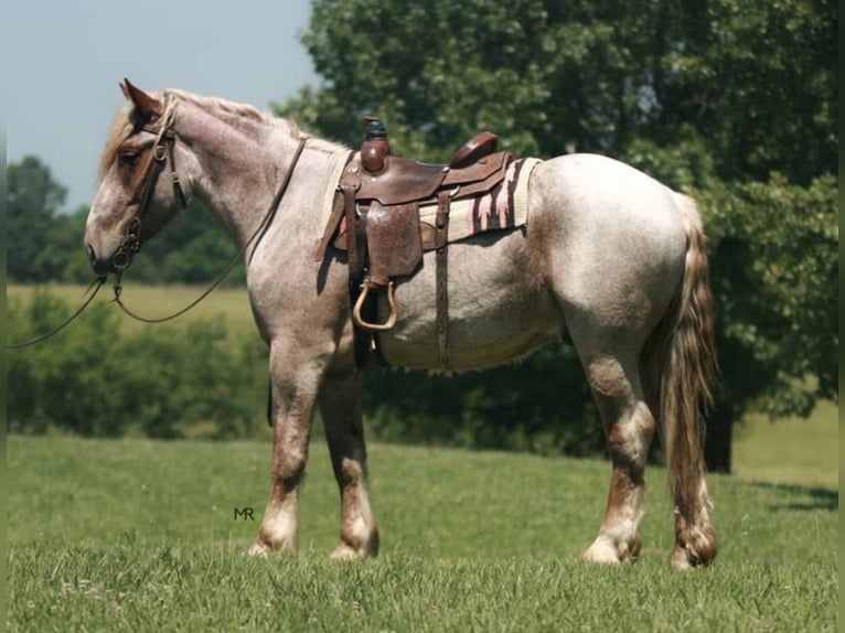 Arbeitspferd Wallach 3 Jahre 170 cm Roan-Red in Auburn, KY