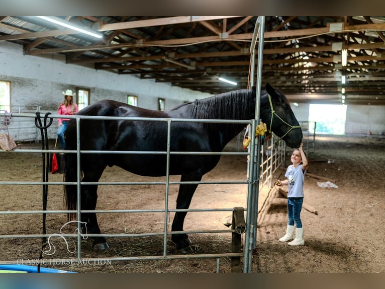 Arbeitspferd Wallach 3 Jahre 173 cm Rappe in Republic, MO