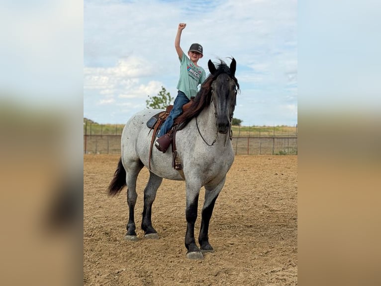 Arbeitspferd Mix Wallach 3 Jahre 173 cm Roan-Blue in Weatherford