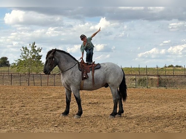 Arbeitspferd Mix Wallach 3 Jahre 173 cm Roan-Blue in Weatherford