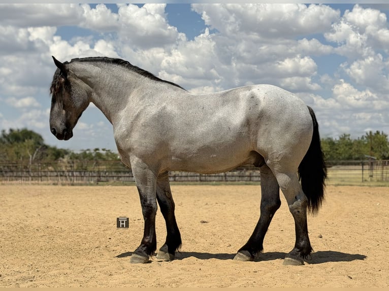 Arbeitspferd Mix Wallach 3 Jahre 173 cm Roan-Blue in Weatherford