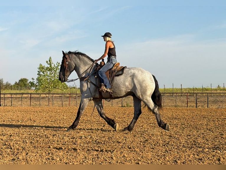 Arbeitspferd Mix Wallach 3 Jahre 173 cm Roan-Blue in Weatherford