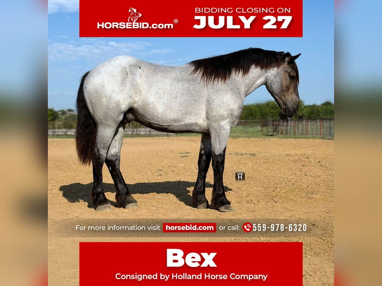 Arbeitspferd Mix Wallach 3 Jahre 173 cm Roan-Blue in Weatherford