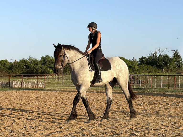 Arbeitspferd Mix Wallach 3 Jahre 173 cm Roan-Blue in Weatherford