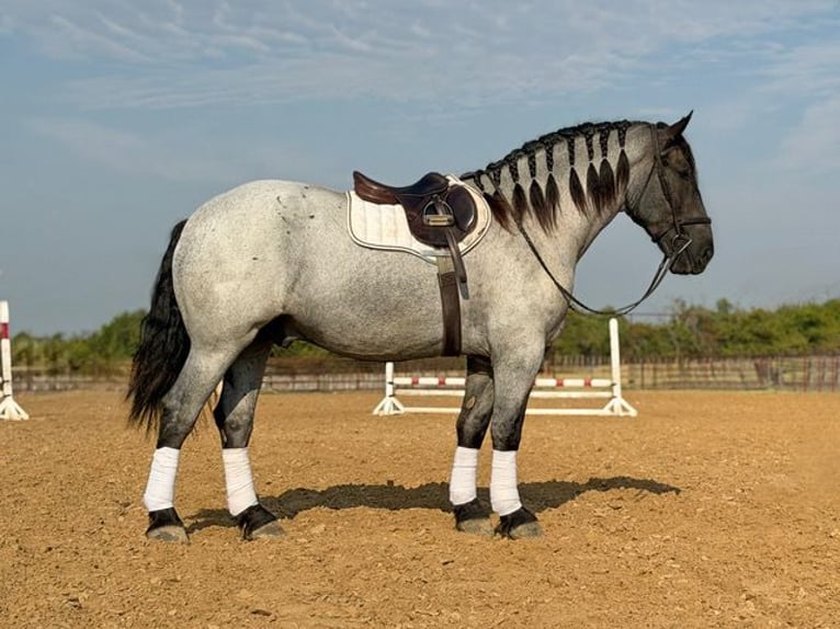 Arbeitspferd Mix Wallach 3 Jahre 173 cm Roan-Blue in Weatherford