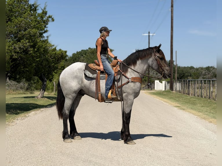Arbeitspferd Mix Wallach 3 Jahre 173 cm Roan-Blue in Weatherford