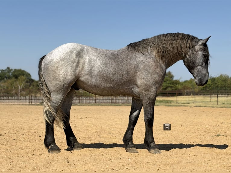 Arbeitspferd Mix Wallach 3 Jahre 173 cm Schimmel in Weatherford