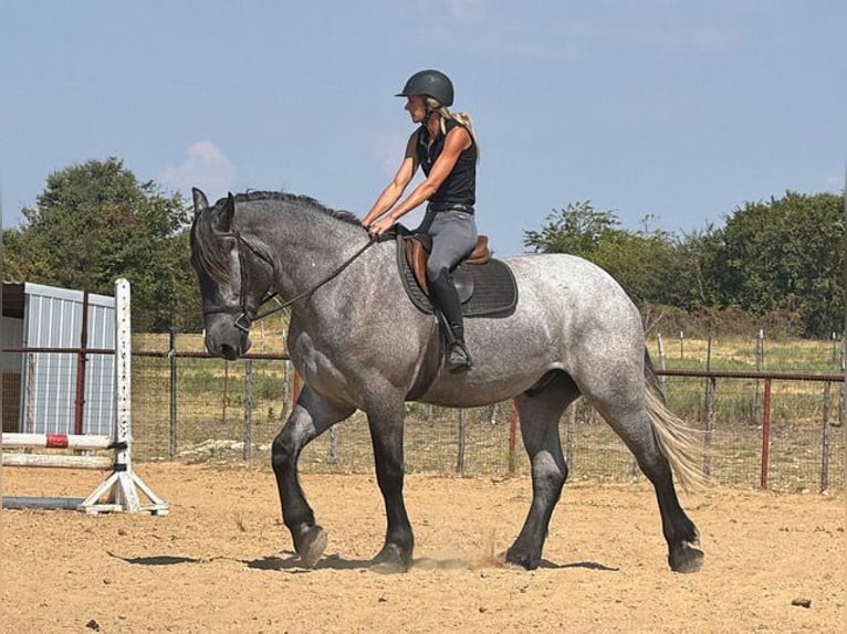 Arbeitspferd Mix Wallach 3 Jahre 173 cm Schimmel in Weatherford