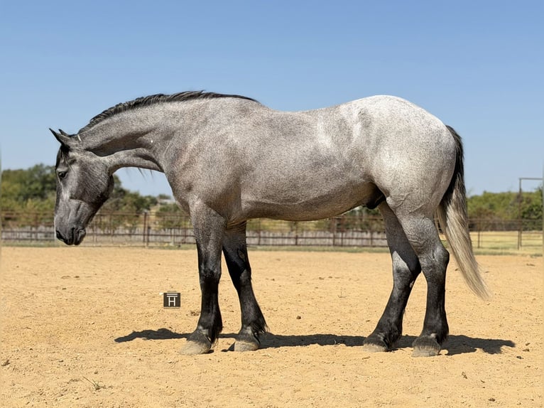 Arbeitspferd Mix Wallach 3 Jahre 173 cm Schimmel in Weatherford