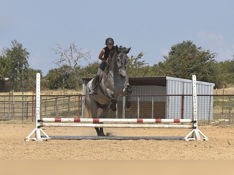 Arbeitspferd Mix Wallach 3 Jahre 173 cm Schimmel in Weatherford